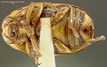 Media type: image;   Entomology 24998 Aspect: habitus ventral view